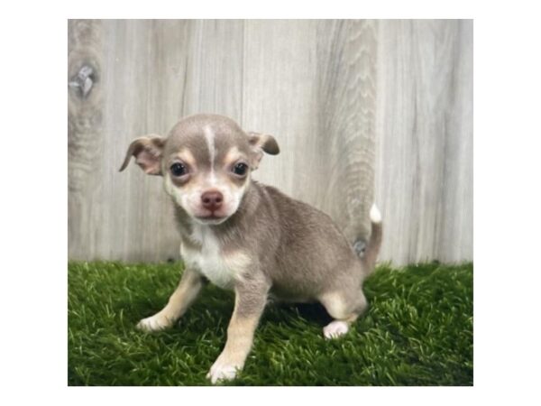 Chihuahua-DOG-Female-Blue / Tan-27510-Petland Lake St. Louis & Fenton, MO