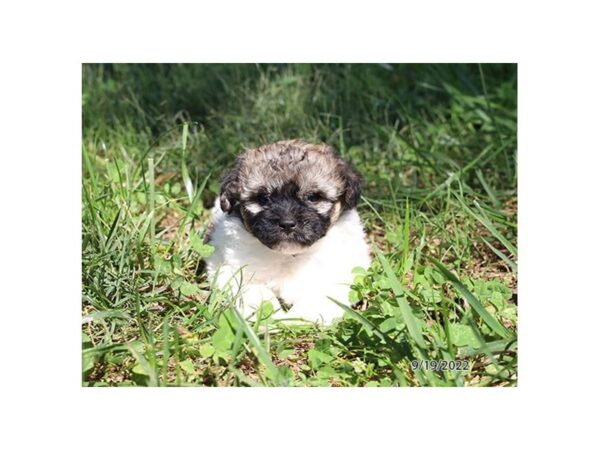 Havanese-DOG-Female-Brown / White-355-Petland Lake St. Louis & Fenton, MO
