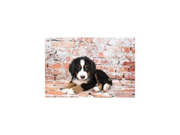 Bernese Mountain Dog-DOG-Female-Black Tan and White-27522-Petland Lake St. Louis & Fenton, MO