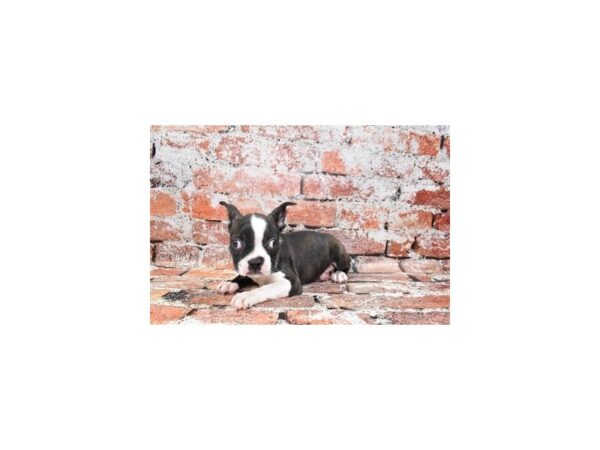 Boston Terrier-DOG-Male-Black and White-27523-Petland Lake St. Louis & Fenton, MO