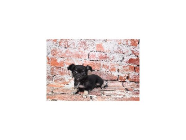 Chihuahua DOG Male Black and Tan 357 Petland Lake St. Louis & Fenton, MO