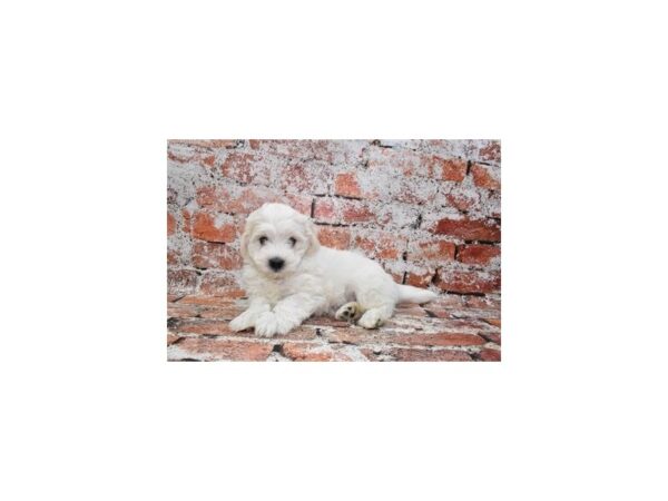 Coton De Tulear-DOG-Male-White-360-Petland Lake St. Louis & Fenton, MO