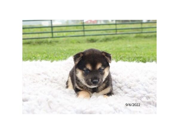 Shiba Inu-DOG-Female-Black-377-Petland Lake St. Louis & Fenton, MO
