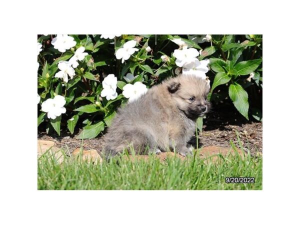 Pomeranian-DOG-Male-Sable-27544-Petland Lake St. Louis & Fenton, MO
