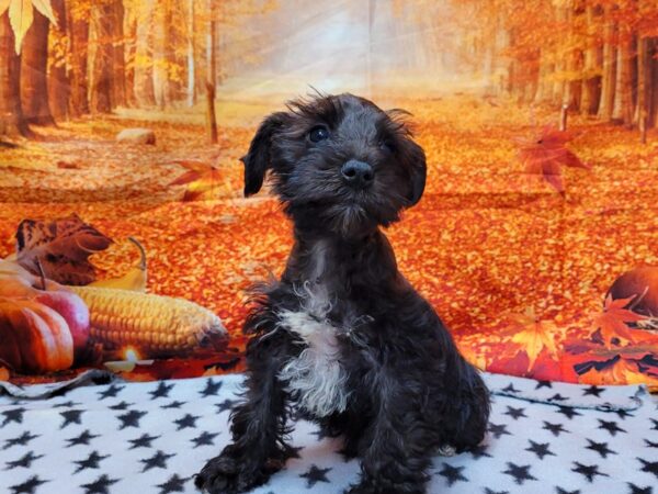 Miniature Schnauzer-DOG-Male-Black-362-Petland Lake St. Louis & Fenton, MO