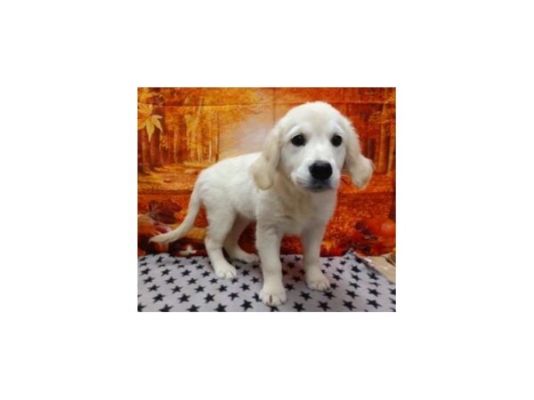 Golden Retriever-DOG-Female-Cream-378-Petland Lake St. Louis & Fenton, MO