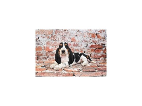 Basset Hound DOG Female Black Brown and White 27547 Petland Lake St. Louis & Fenton, MO