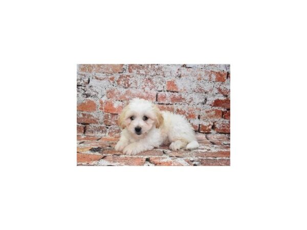 Bichon Poo-DOG-Male-White and Apricot-27552-Petland Lake St. Louis & Fenton, MO