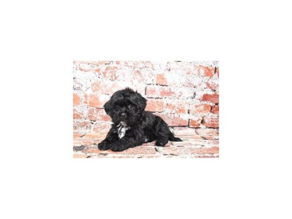 Lhasa Poo-DOG-Female-Black-27553-Petland Lake St. Louis & Fenton, MO