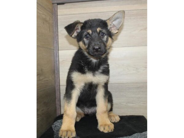 German Shepherd Dog-DOG-Male-Black / Tan-27561-Petland Lake St. Louis & Fenton, MO