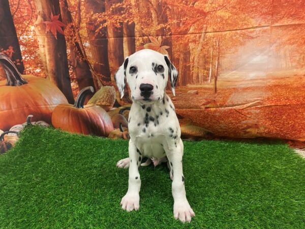 Dalmatian-DOG-Male-White / Black-27558-Petland Lake St. Louis & Fenton, MO