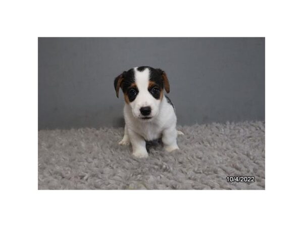 Jack Russell Terrier-DOG-Female-Black-390-Petland Lake St. Louis & Fenton, MO