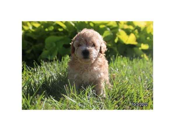 Poodle-DOG-Female-Apricot-27576-Petland Lake St. Louis & Fenton, MO