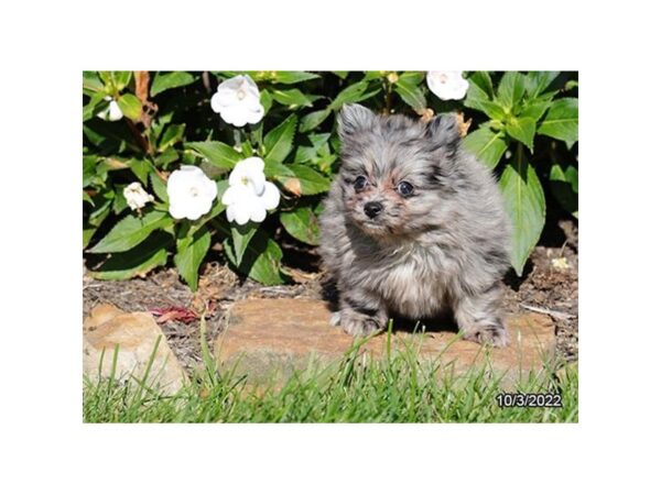 Pomeranian-DOG-Female-Blue Merle-388-Petland Lake St. Louis & Fenton, MO