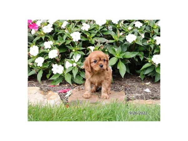 Cavalier King Charles Spaniel-DOG-Female-Ruby-27573-Petland Lake St. Louis & Fenton, MO