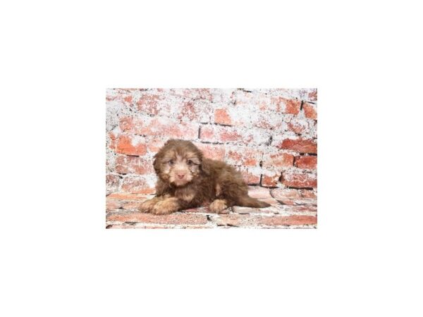 Toy Aussie Poo-DOG-Male-Chocolate-397-Petland Lake St. Louis & Fenton, MO