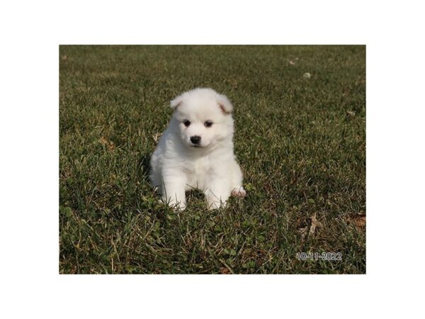 American Eskimo Dog-DOG-Female-White-27590-Petland Lake St. Louis & Fenton, MO