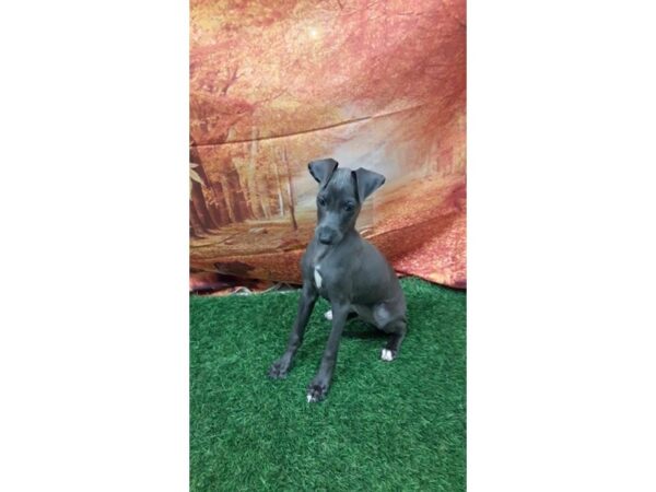 Italian Greyhound-DOG-Male-Blue-27577-Petland Lake St. Louis & Fenton, MO