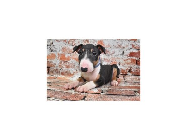 Bull Terrier-DOG-Male-Black Tan and White-27603-Petland Lake St. Louis & Fenton, MO