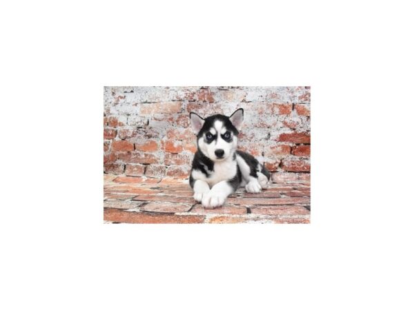 Siberian Husky-DOG-Female-Black and White-27609-Petland Lake St. Louis & Fenton, MO