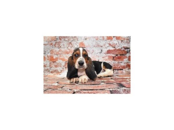 Basset Hound-DOG-Male-Black White and Tan-27602-Petland Lake St. Louis & Fenton, MO