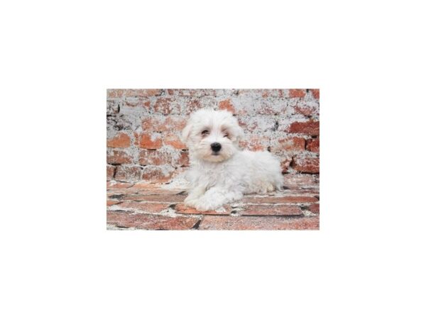 Maltese-DOG-Male-White-27606-Petland Lake St. Louis & Fenton, MO