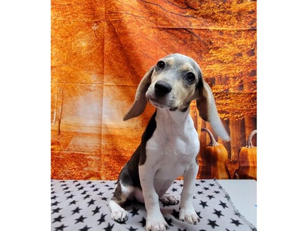 Beagle-DOG-Female-Blue Tan / White-333-Petland Lake St. Louis & Fenton, MO