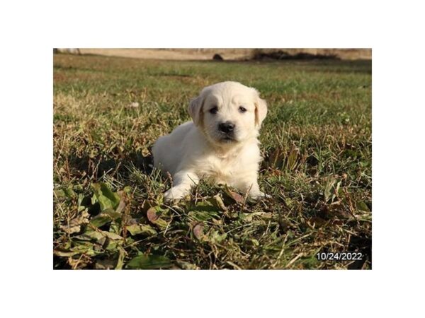 Golden Retriever-DOG-Female-Cream-456-Petland Lake St. Louis & Fenton, MO