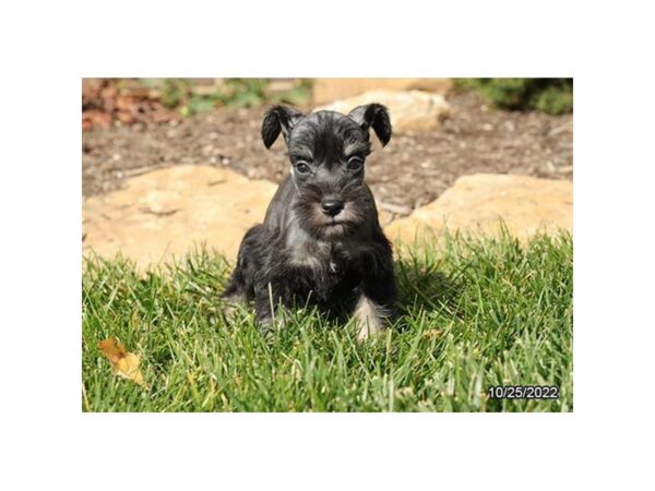 Miniature Schnauzer-DOG-Female-Black / Silver-27647-Petland Lake St. Louis & Fenton, MO