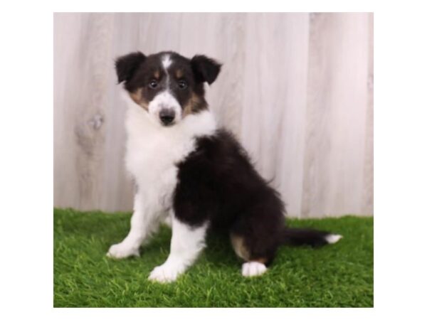 Shetland Sheepdog-DOG-Female-Black White / Tan-27645-Petland Lake St. Louis & Fenton, MO