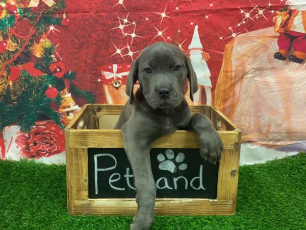 Cane Corso-DOG-Female-Blue-27627-Petland Lake St. Louis & Fenton, MO