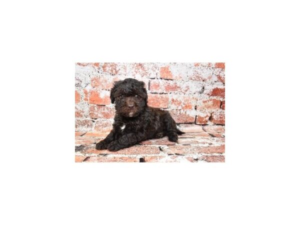 Lhasa Poo-DOG-Female-Liver-27656-Petland Lake St. Louis & Fenton, MO
