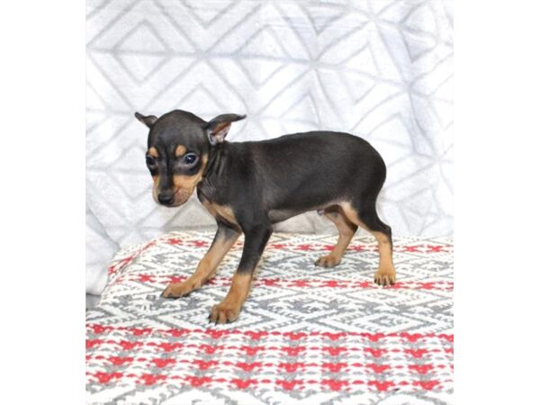 Miniature Pinscher-DOG-Male-Black / Tan-469-Petland Lake St. Louis & Fenton, MO