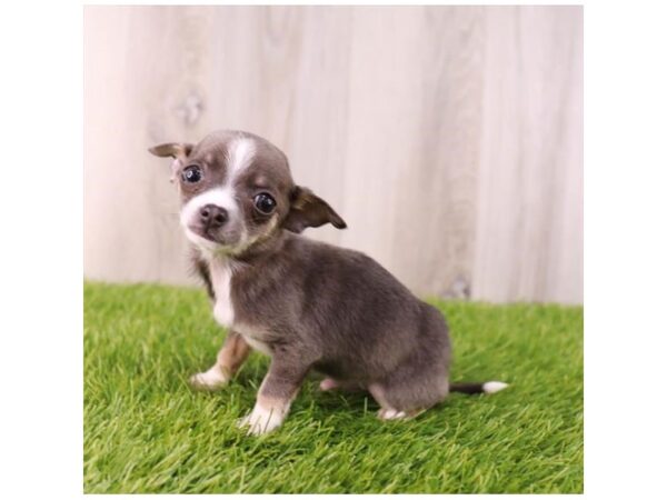 Chihuahua-DOG-Male-Blue-27668-Petland Lake St. Louis & Fenton, MO