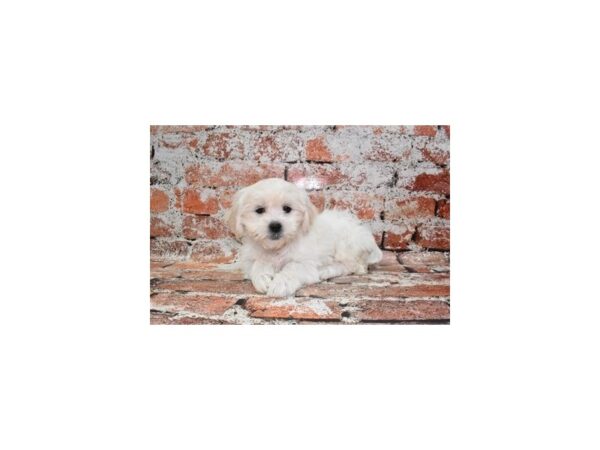 Teddy Bear-DOG-Female-White-481-Petland Lake St. Louis & Fenton, MO
