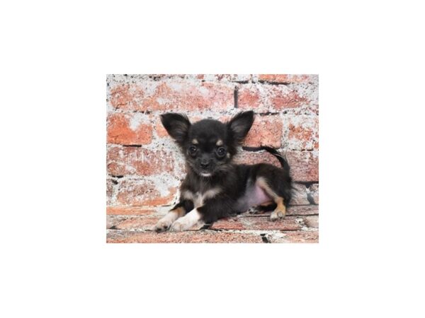 Chihuahua DOG Female Black and Tan 27680 Petland Lake St. Louis & Fenton, MO