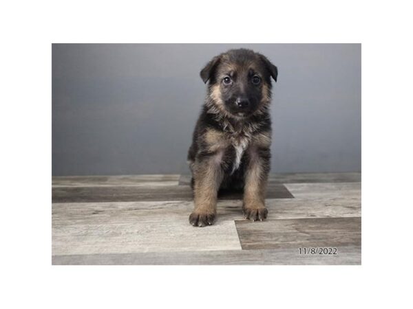German Shepherd Dog-DOG-Female-Black-27702-Petland Lake St. Louis & Fenton, MO