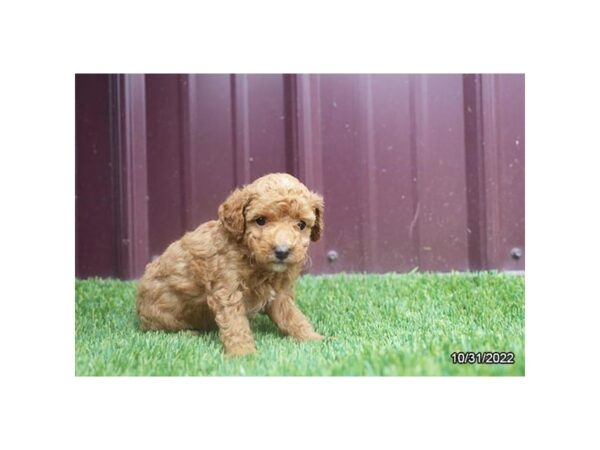 Poodle-DOG-Female-Red / White-505-Petland Lake St. Louis & Fenton, MO