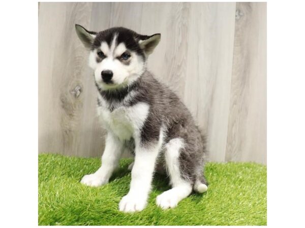 Siberian Husky-DOG-Male-Black / White-27696-Petland Lake St. Louis & Fenton, MO