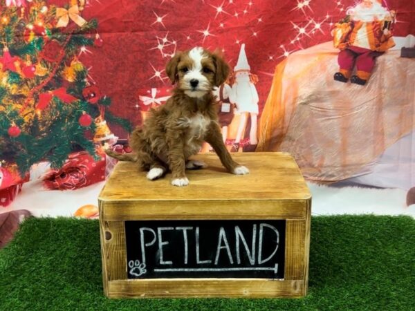 Goldendoodle Mini-DOG-Male-Red-27703-Petland Lake St. Louis & Fenton, MO
