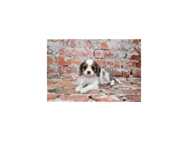 Cavalier King Charles Spaniel-DOG-Female-Black and Tan-27706-Petland Lake St. Louis & Fenton, MO