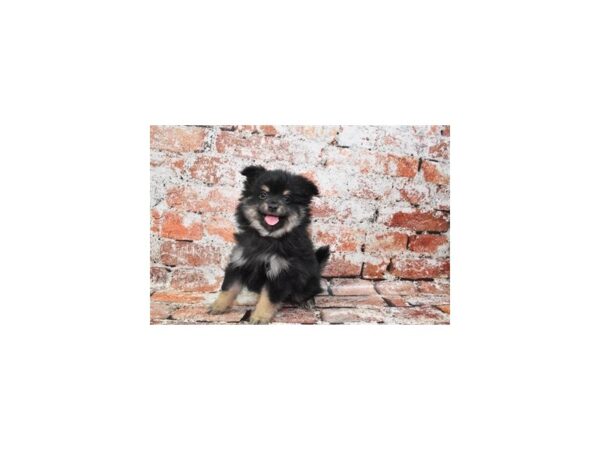 Pomeranian-DOG-Male-Black and Tan-27708-Petland Lake St. Louis & Fenton, MO