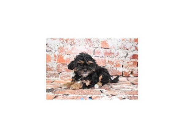 Teddy Bear-DOG-Female-Black Gold and White-27710-Petland Lake St. Louis & Fenton, MO