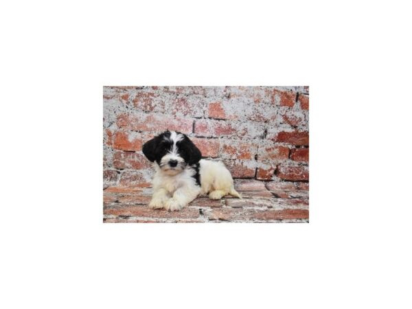 Havanese-DOG-Female-Black and White-519-Petland Lake St. Louis & Fenton, MO