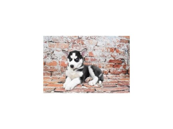 Siberian Husky-DOG-Female-Black and White-520-Petland Lake St. Louis & Fenton, MO