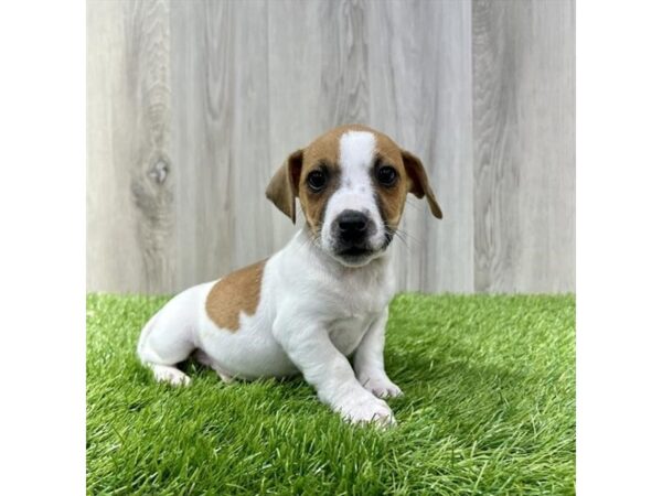 Jack Russell Terrier-DOG-Male-White-27732-Petland Lake St. Louis & Fenton, MO