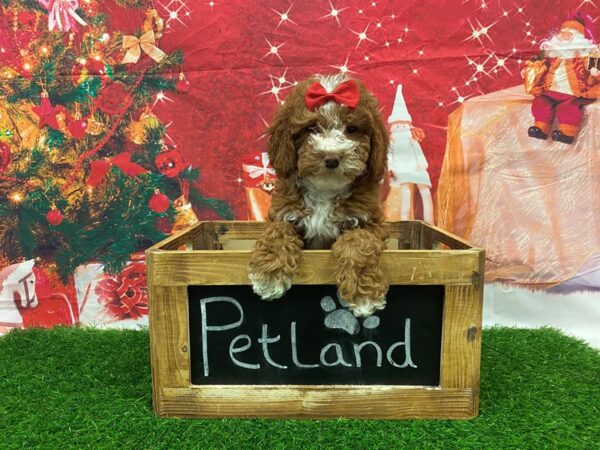 Goldendoodle Mini 2nd Gen-DOG-Female-Red-27691-Petland Lake St. Louis & Fenton, MO
