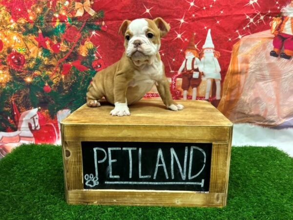 Bulldog-DOG-Female-Red & White-27727-Petland Lake St. Louis & Fenton, MO