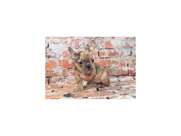 French Bulldog-DOG-Female-Red Merle-27753-Petland Lake St. Louis & Fenton, MO