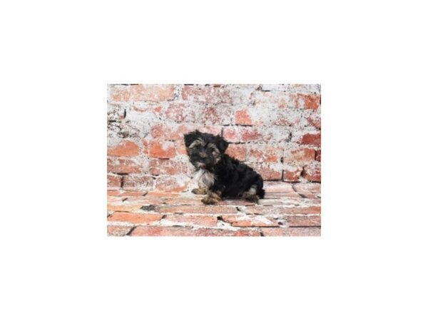 Morkie-DOG-Female-Black and Tan-27755-Petland Lake St. Louis & Fenton, MO